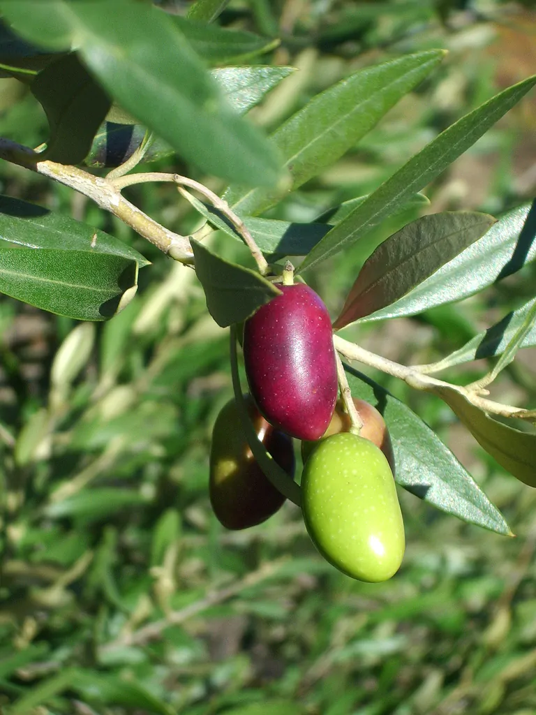Olea europaea - Olive Tree - Image 6