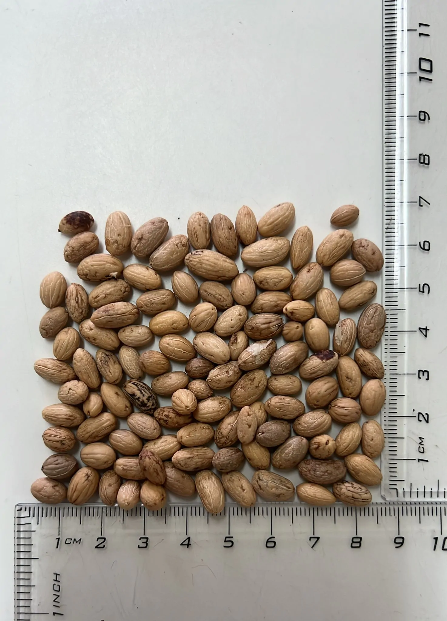 Olea europaea - Olive Tree - Image 7