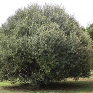 Olea europaea subsp. africana - African Olive, Wild Olive