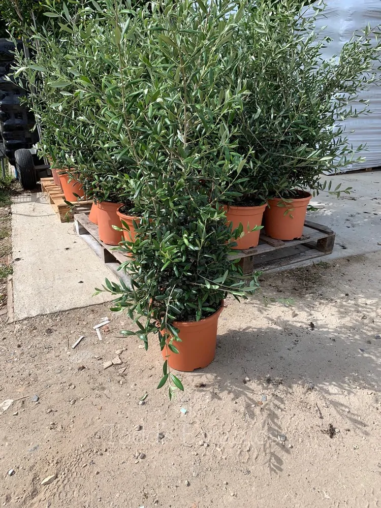 Olea europaea - Olive Tree - Image 10