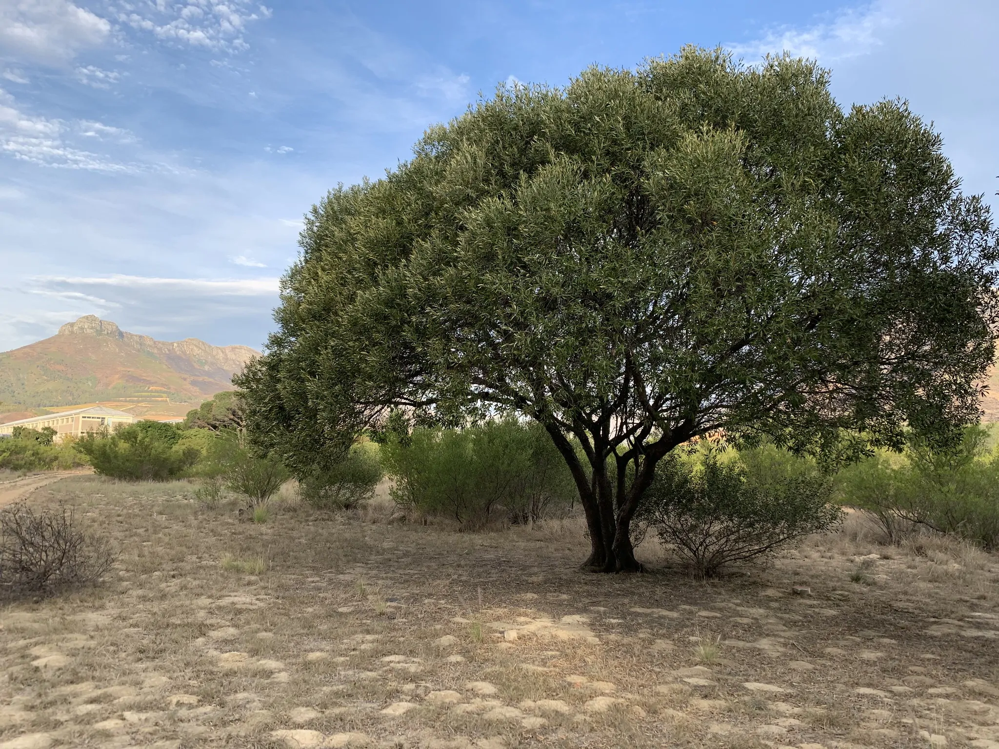 Olea europaea - Olive Tree - Image 11