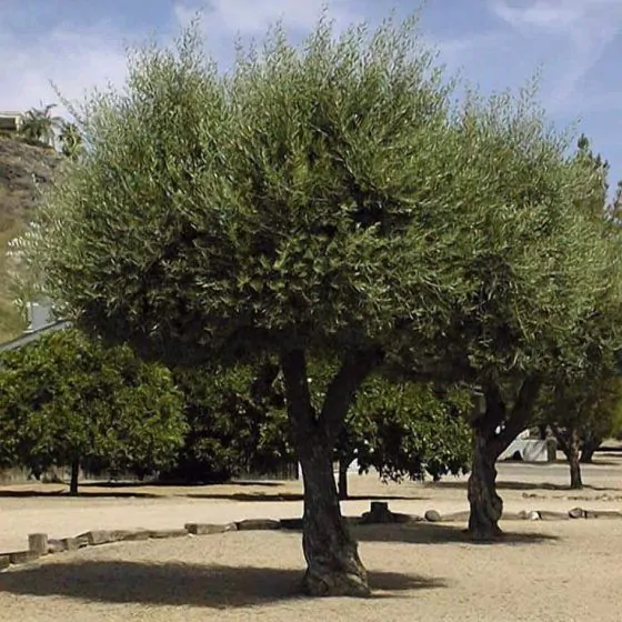 Olea europaea - Olive Tree - Image 12