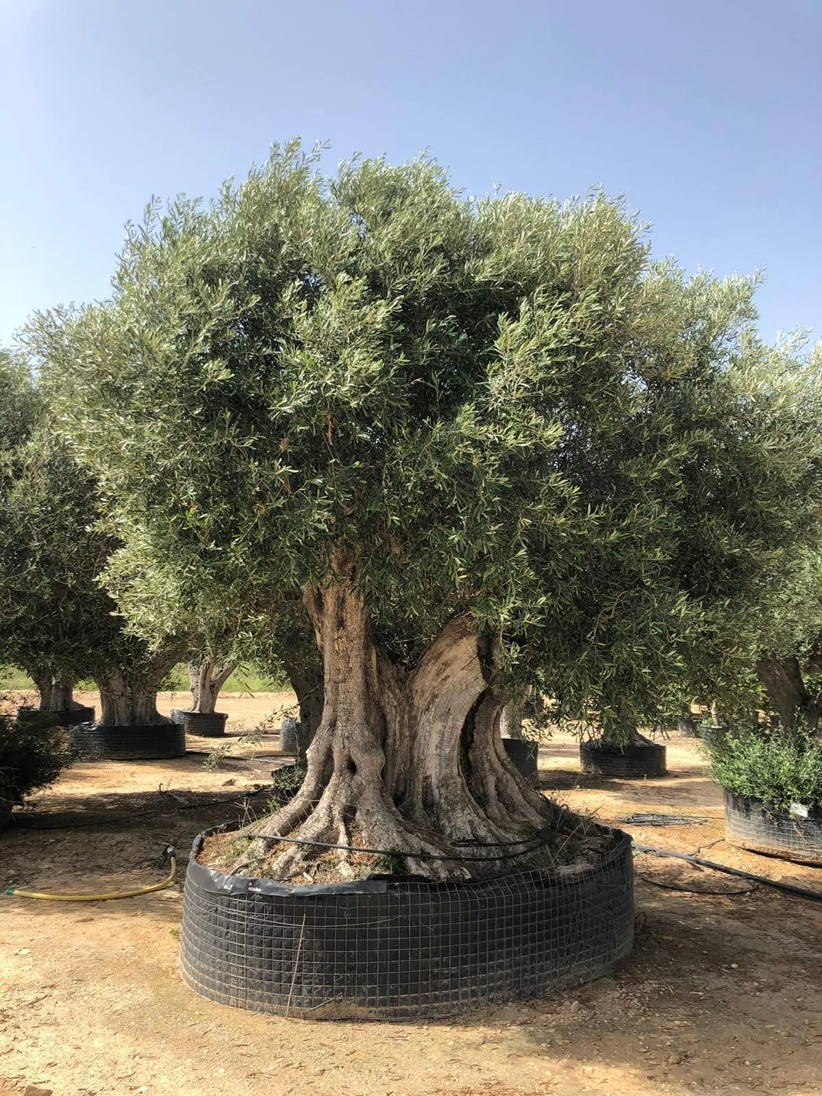 Olea europaea - Olive Tree - Image 13