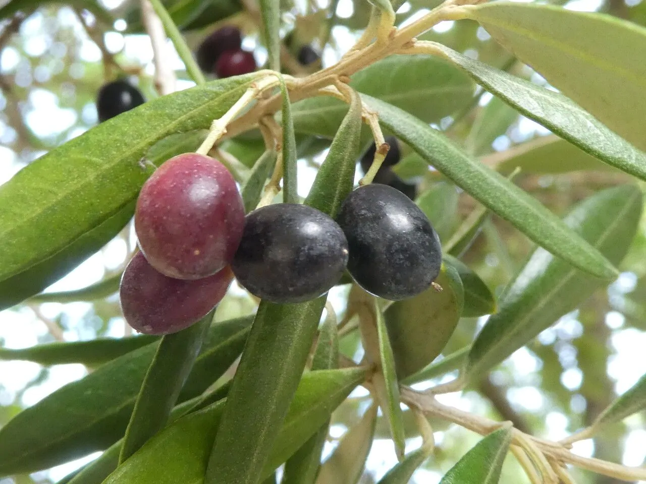 Olea europaea - Olive Tree - Image 14