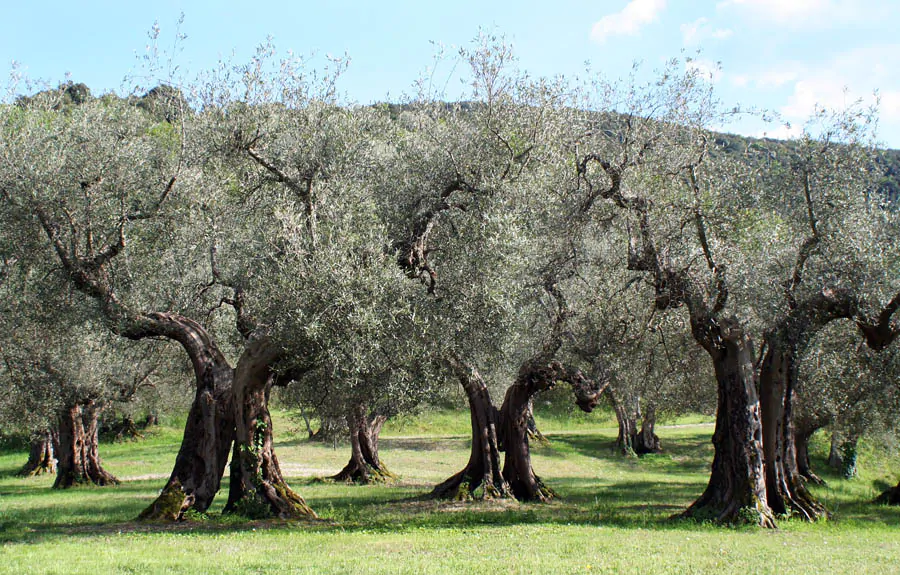 Olea europaea - Olive Tree - Image 15