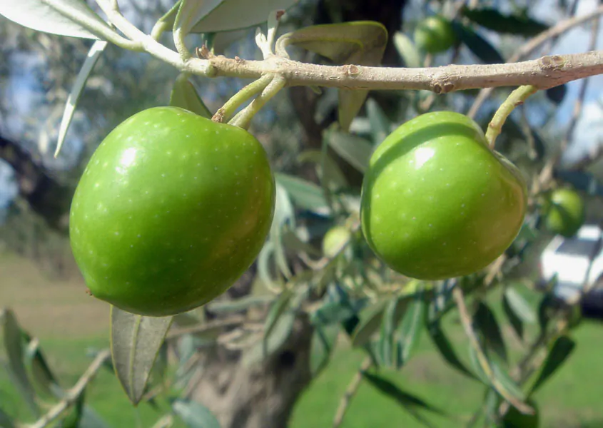 Olea europaea - Olive Tree - Image 16