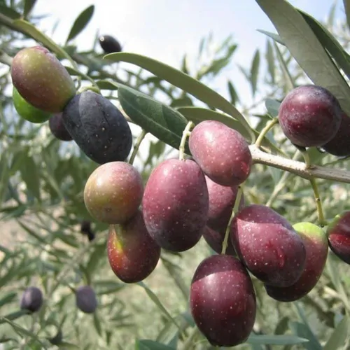 Olea europaea - Olive Tree - Image 18