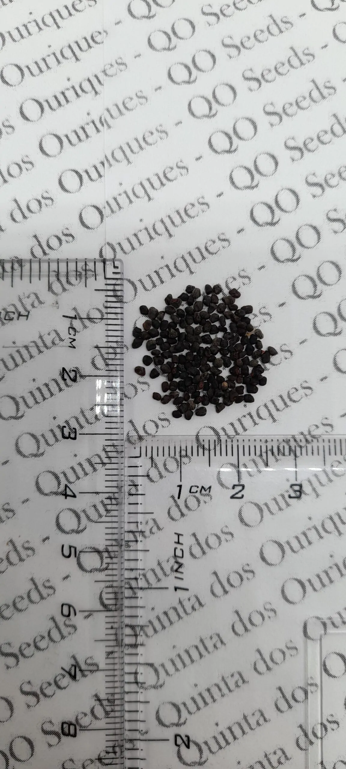 Oreocereus celsianus - Old Man of the Andes - Image 5