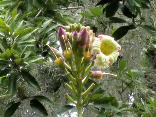 Oroxylum indicum - Midnight Horror - Image 6