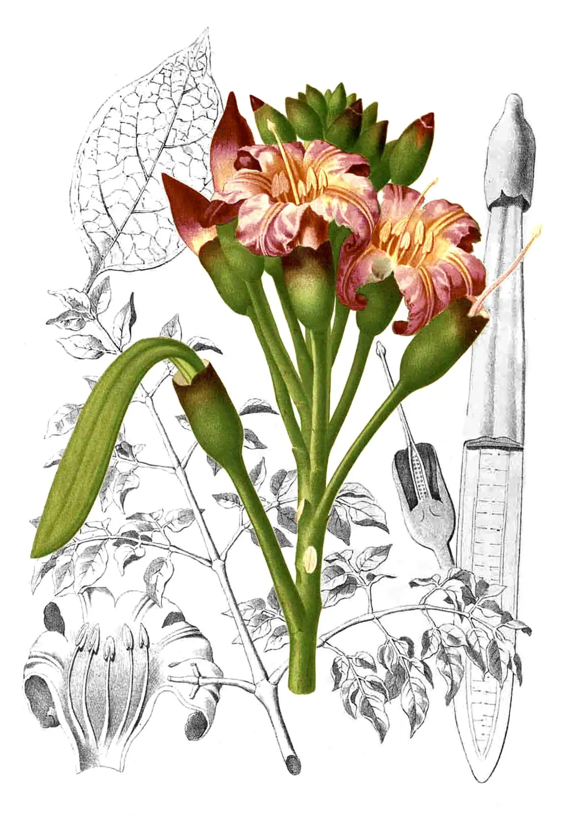 Oroxylum indicum - Midnight Horror - Image 9