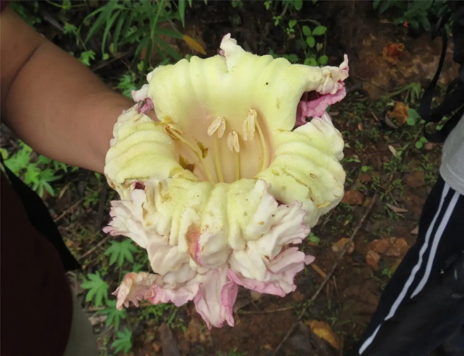 Oroxylum indicum - Midnight Horror - Image 10