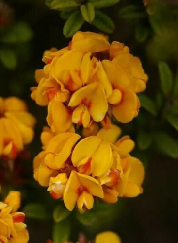 Oxylobium ellipticum - Common Shaggy Pea, Golden Rosemary - Image 4