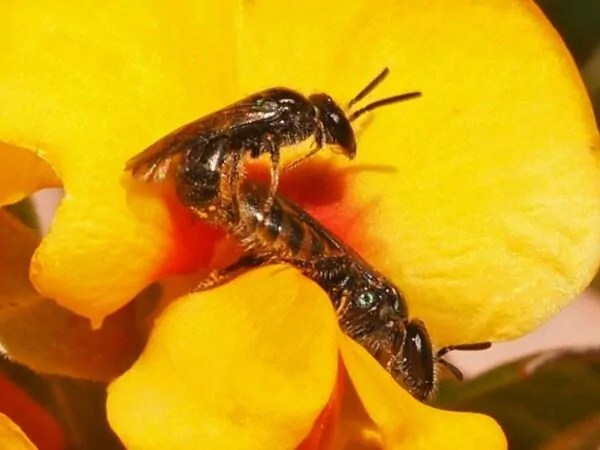 Oxylobium ellipticum - Common Shaggy Pea, Golden Rosemary - Image 5