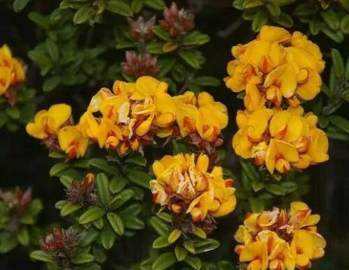 Oxylobium ellipticum - Common Shaggy Pea, Golden Rosemary - Image 6