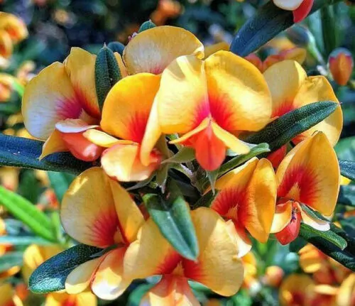Oxylobium ellipticum - Common Shaggy Pea, Golden Rosemary - Image 7