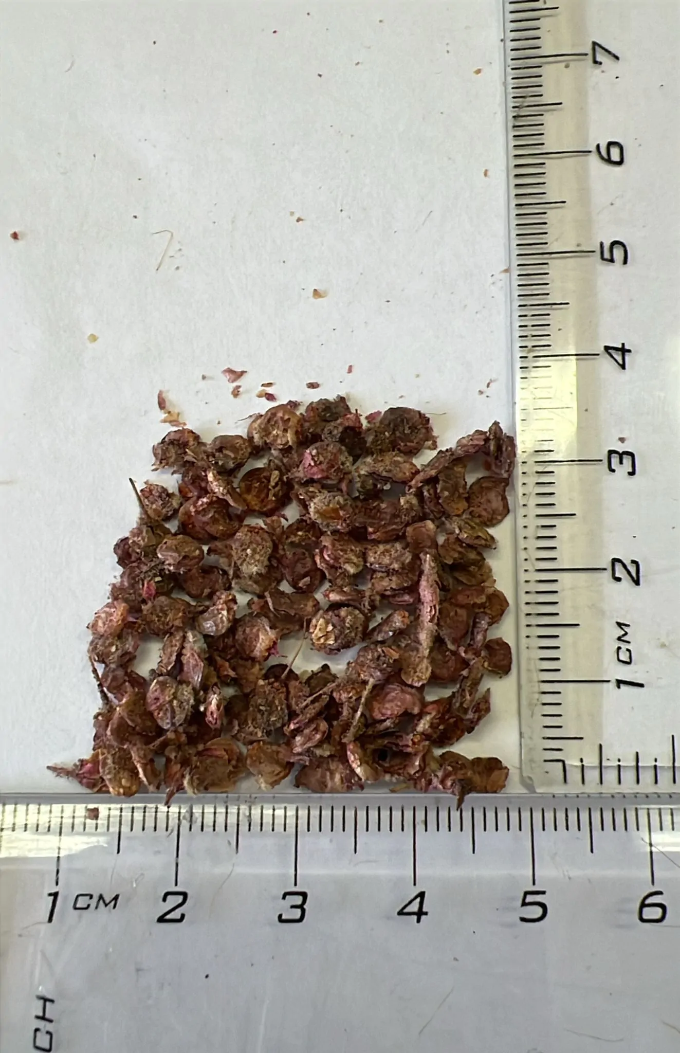 Pachycormus discolor - Baja Elephant Tree, Torote Blanco, Copalquín - Image 6