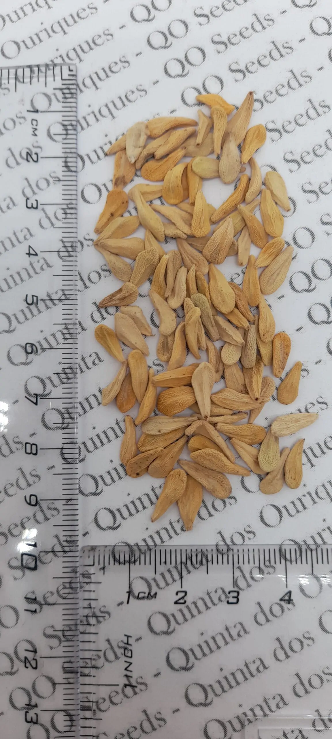 Pachypodium lamerei var. ramosum - Dwarf palm of madagascar - Image 2