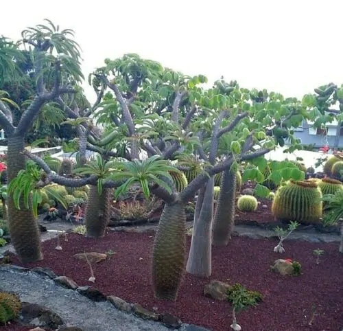 Pachypodium lamerei var. ramosum - Dwarf palm of madagascar - Image 3