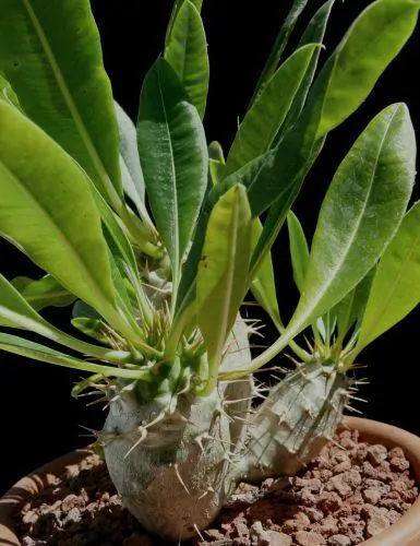 Pachypodium lamerei var. ramosum - Dwarf palm of madagascar - Image 5