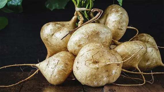 Pachyrhizus erosus - Jícama, Mexican Yam Bean, Mexican Turnip - Image 3