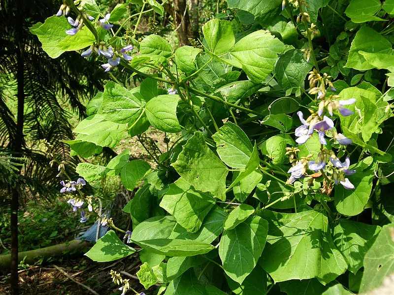 Pachyrhizus erosus - Jícama, Mexican Yam Bean, Mexican Turnip - Image 4