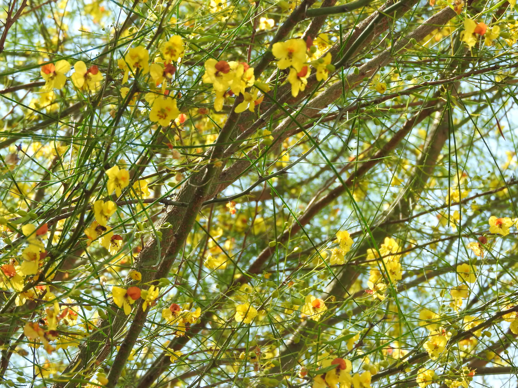 Parkinsonia aculeata / Inga pyriformis / Mimosa pedunculata / Parkia harbesonii / Parkia macropoda - Palo Verde, Mexican Palo Verde, Parkinsonia, Jerusalem Thorn, Jelly Bean Tree, Palo De Rayo, Retama