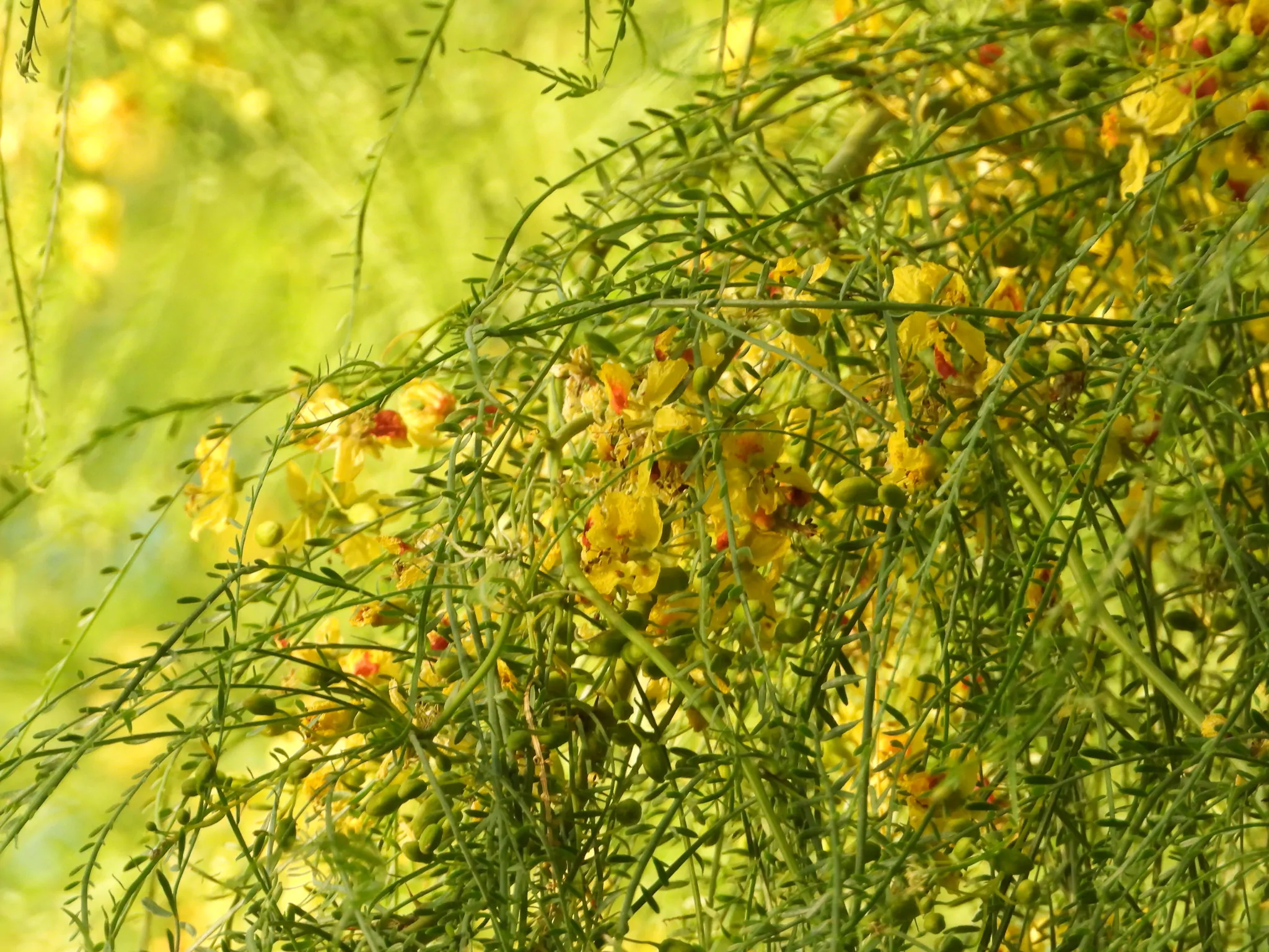 Parkinsonia aculeata / Inga pyriformis / Mimosa pedunculata / Parkia harbesonii / Parkia macropoda - Palo Verde, Mexican Palo Verde, Parkinsonia, Jerusalem Thorn, Jelly Bean Tree, Palo De Rayo, Retama - Image 3