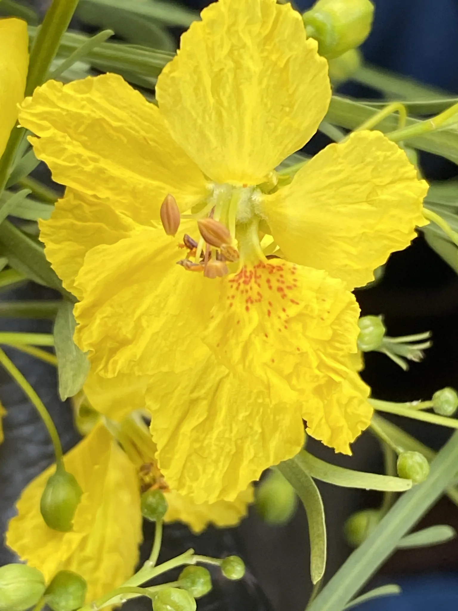Parkinsonia aculeata / Inga pyriformis / Mimosa pedunculata / Parkia harbesonii / Parkia macropoda - Palo Verde, Mexican Palo Verde, Parkinsonia, Jerusalem Thorn, Jelly Bean Tree, Palo De Rayo, Retama - Image 6