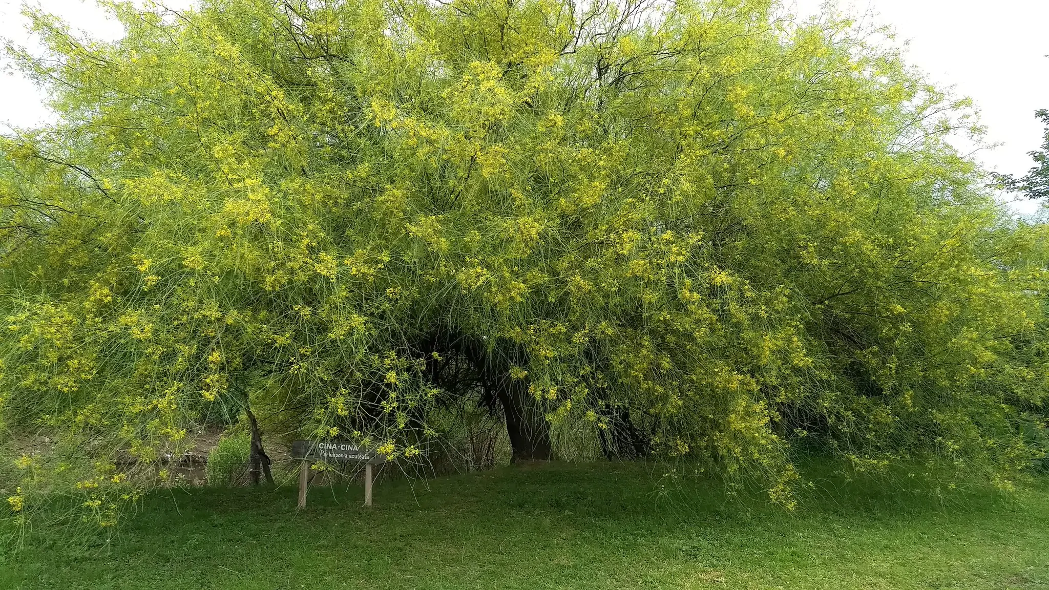 Parkinsonia aculeata / Inga pyriformis / Mimosa pedunculata / Parkia harbesonii / Parkia macropoda - Palo Verde, Mexican Palo Verde, Parkinsonia, Jerusalem Thorn, Jelly Bean Tree, Palo De Rayo, Retama - Image 8