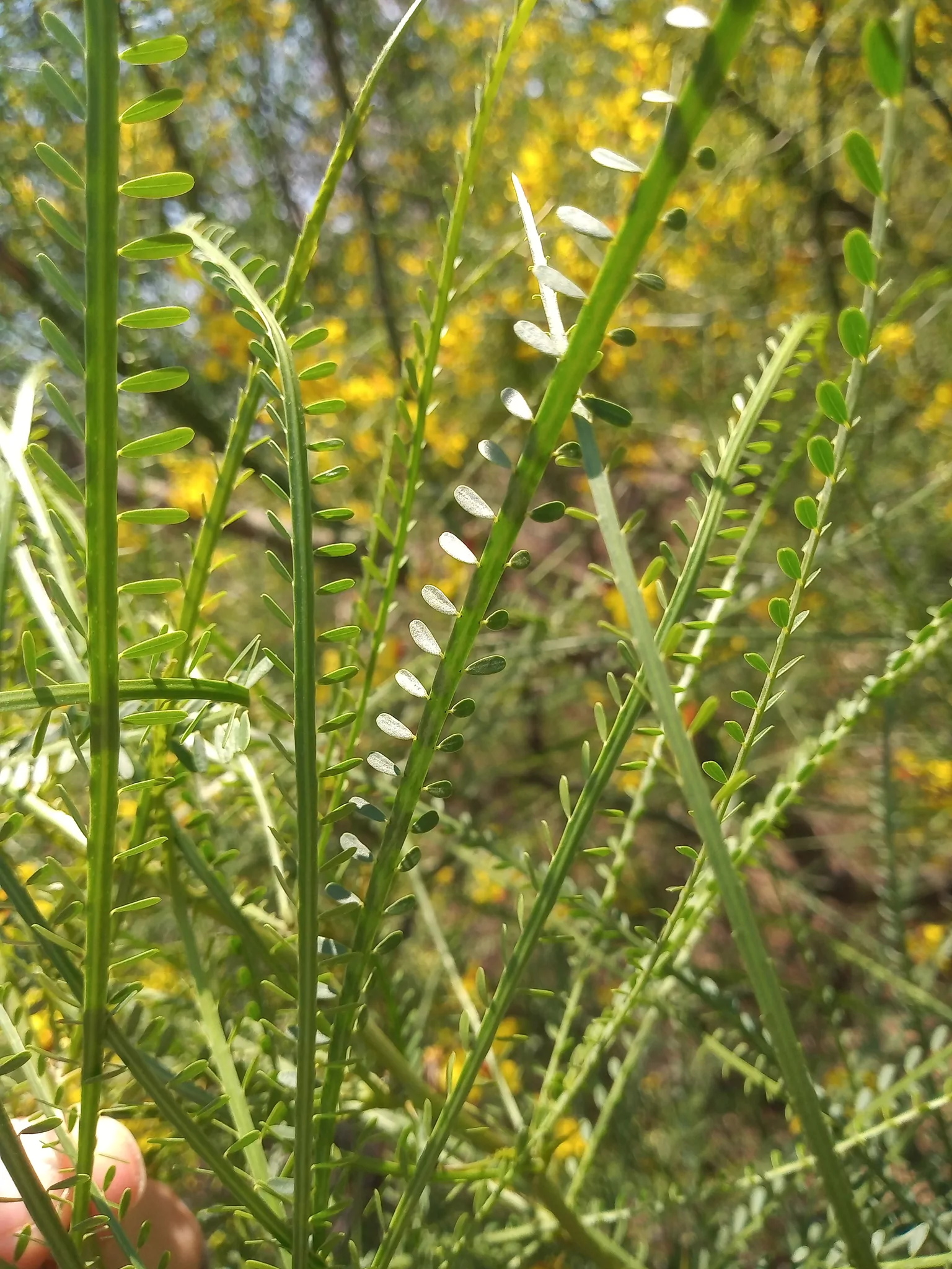 Parkinsonia aculeata / Inga pyriformis / Mimosa pedunculata / Parkia harbesonii / Parkia macropoda - Palo Verde, Mexican Palo Verde, Parkinsonia, Jerusalem Thorn, Jelly Bean Tree, Palo De Rayo, Retama - Image 9