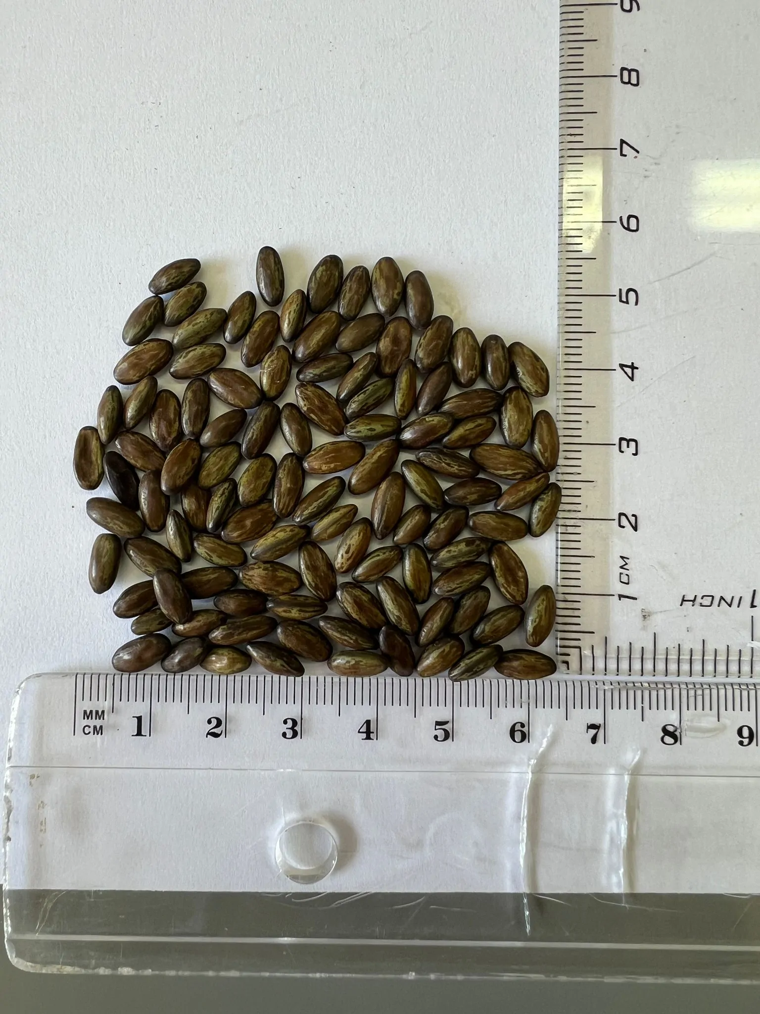 Parkinsonia aculeata / Inga pyriformis / Mimosa pedunculata / Parkia harbesonii / Parkia macropoda - Palo Verde, Mexican Palo Verde, Parkinsonia, Jerusalem Thorn, Jelly Bean Tree, Palo De Rayo, Retama - Image 10