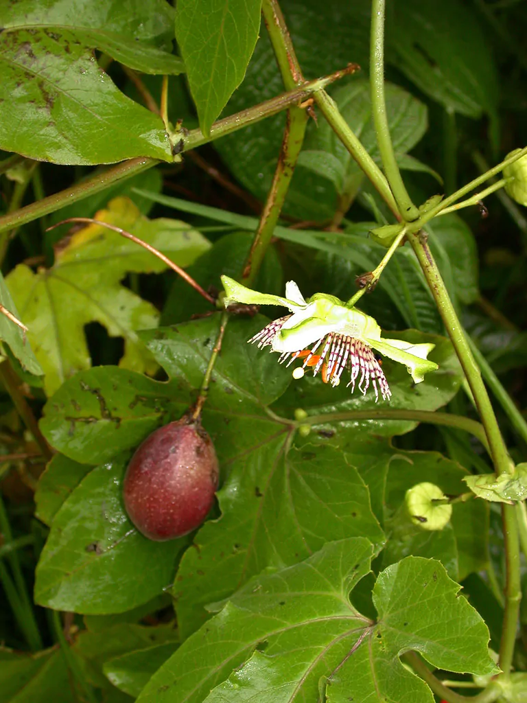 Passiflora adenopoda / Passiflora acerifolia - Velcro Passion Flower, Velcro Passion Fruit - Image 3