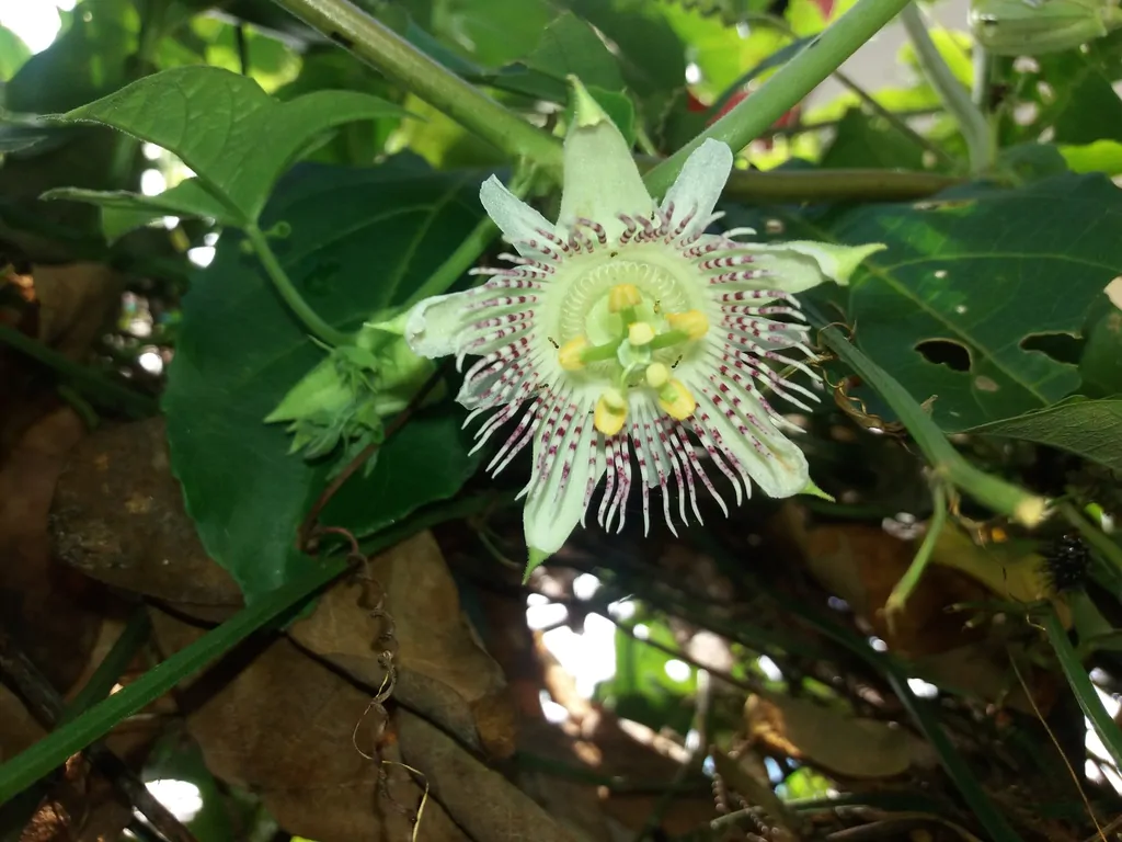 Passiflora adenopoda / Passiflora acerifolia - Velcro Passion Flower, Velcro Passion Fruit - Image 10