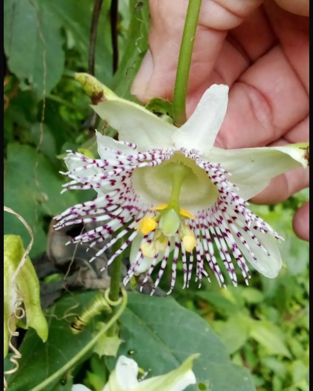 Passiflora adenopoda / Passiflora acerifolia - Velcro Passion Flower, Velcro Passion Fruit - Image 11