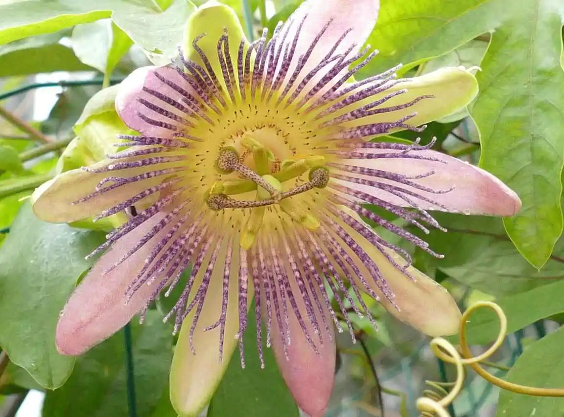 Passiflora adenopoda / Passiflora acerifolia - Velcro Passion Flower, Velcro Passion Fruit - Image 12