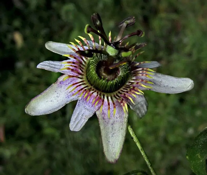 Passiflora alnifolia - Alder-leaved Passion Flower Maracuja