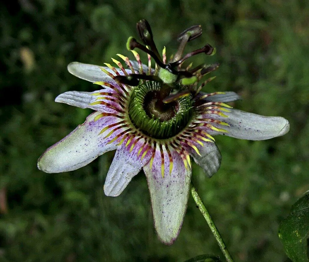 Passiflora alnifolia - Alder-leaved Passion Flower Maracuja - Image 3