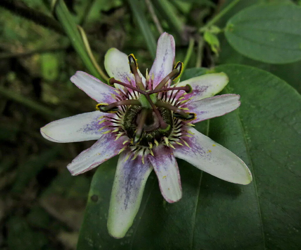 Passiflora alnifolia - Alder-leaved Passion Flower Maracuja - Image 4