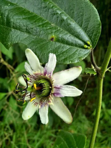 Passiflora alnifolia - Alder-leaved Passion Flower Maracuja - Image 5