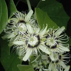 Passiflora auriculata / Passiflora torta / Cieca auriculata - Passionfruit Black Sweet Maracuja, Black Sweet Granadilla