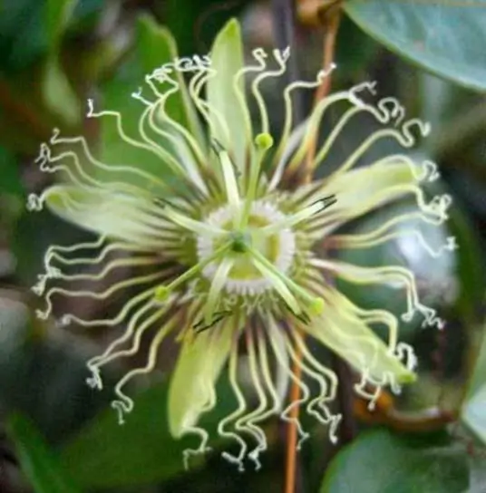 Passiflora auriculata / Passiflora torta / Cieca auriculata - Passionfruit Black Sweet Maracuja, Black Sweet Granadilla - Image 3