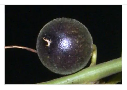 Passiflora auriculata / Passiflora torta / Cieca auriculata - Passionfruit Black Sweet Maracuja, Black Sweet Granadilla - Image 5