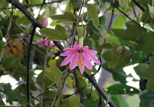 Passiflora coactilis - Tauso Passionflower Maracuja - Image 2