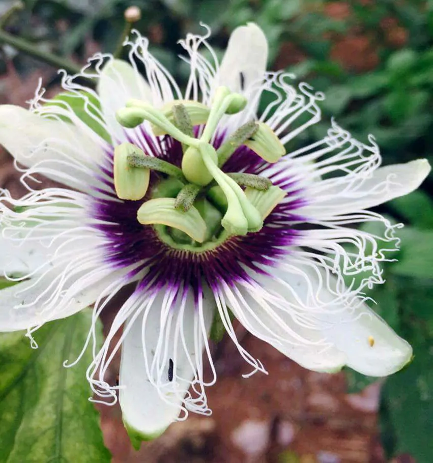 Passiflora edulis f. flavicarpa - Yellow Passion Fruit, Yellow Granadilla, Golden Passion Fruit