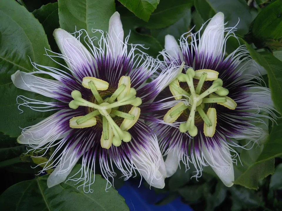 Passiflora edulis f. flavicarpa - Yellow Passion Fruit, Yellow Granadilla, Golden Passion Fruit - Image 8