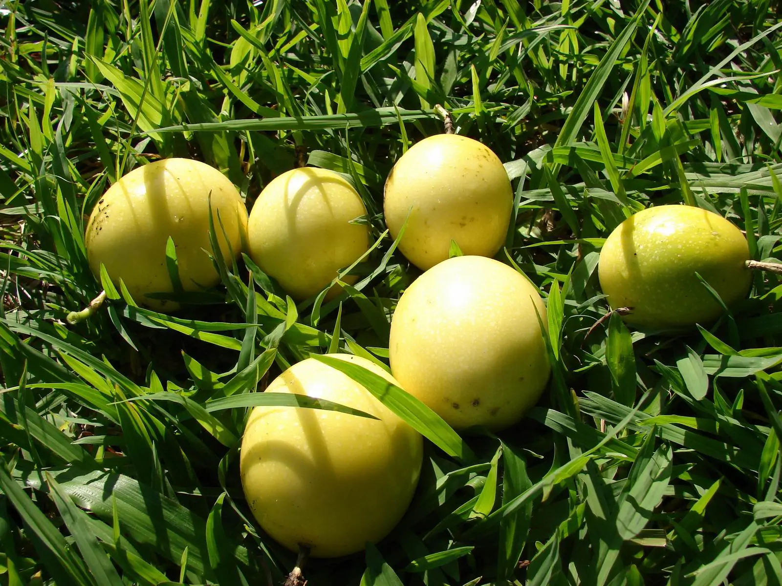 Passiflora edulis f. flavicarpa - Yellow Passion Fruit, Yellow Granadilla, Golden Passion Fruit - Image 11