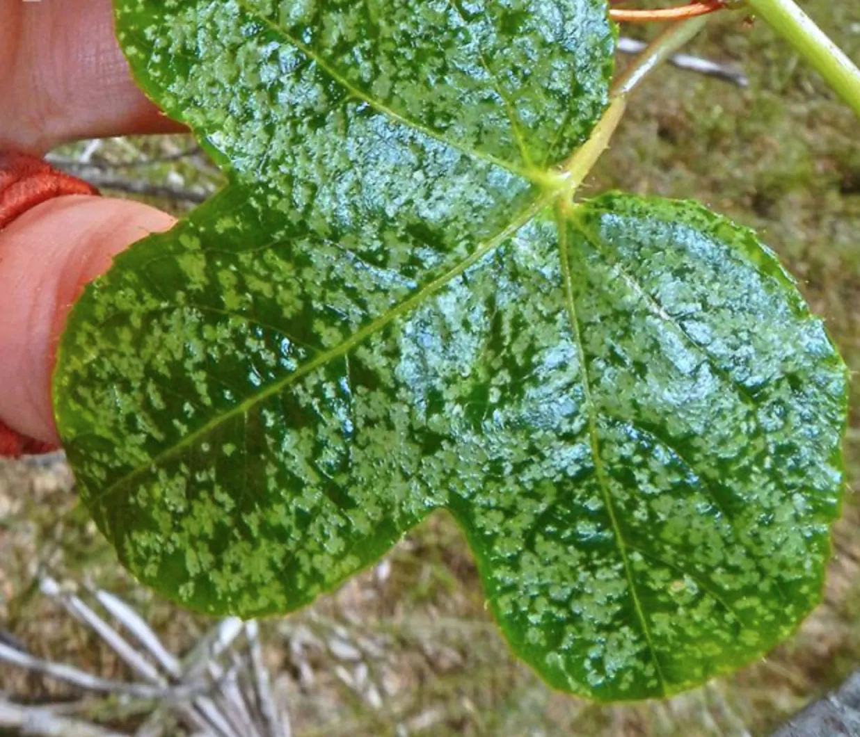 Passiflora foetida var. gossypiifolia - Cottonleaf Passionflower Maracuja - Image 4