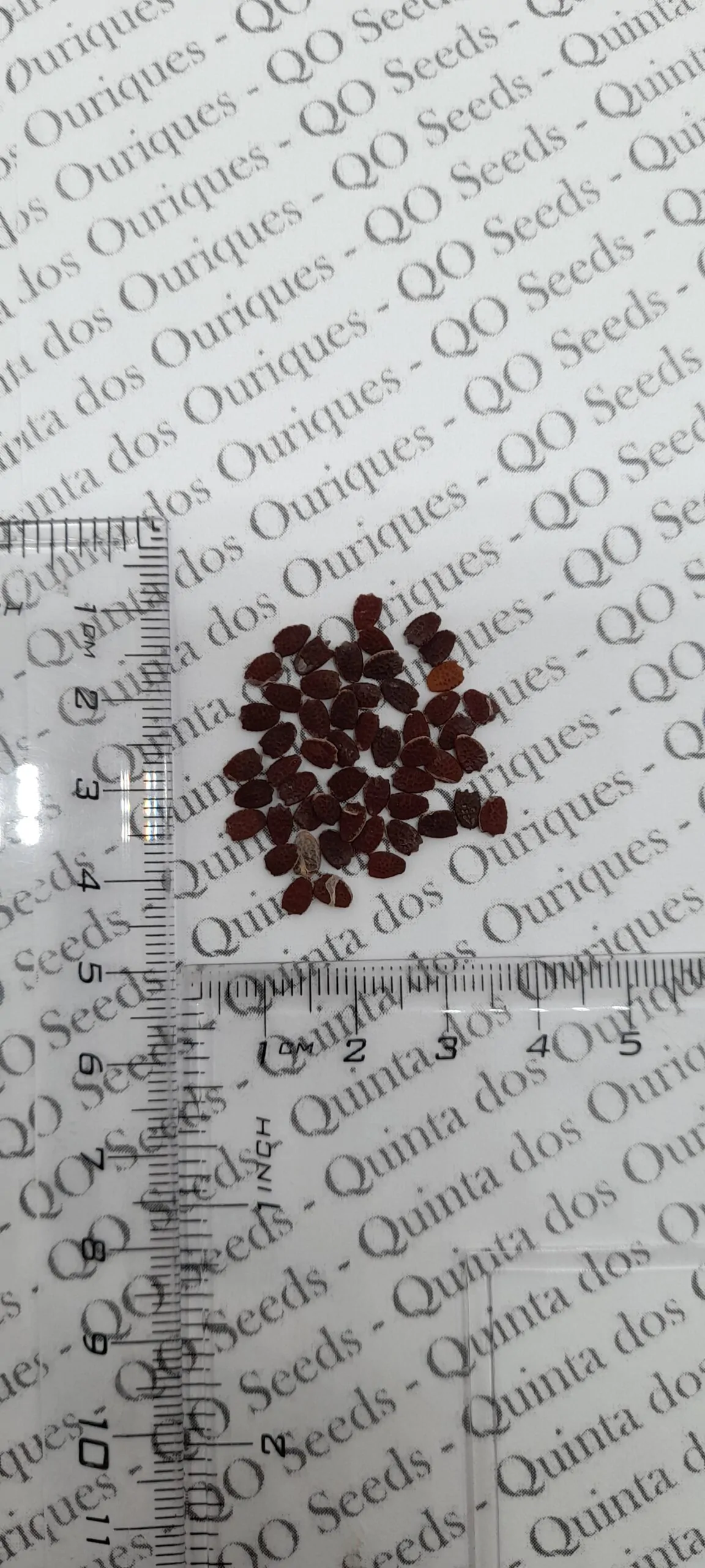 Passiflora foetida var. gossypiifolia - Cottonleaf Passionflower Maracuja - Image 6