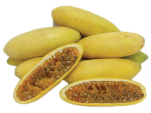 Passiflora mollissima / Passiflora tarminiana - Banana Passion Fruit, Passionflower Maracuja, Banana Poka - Image 4