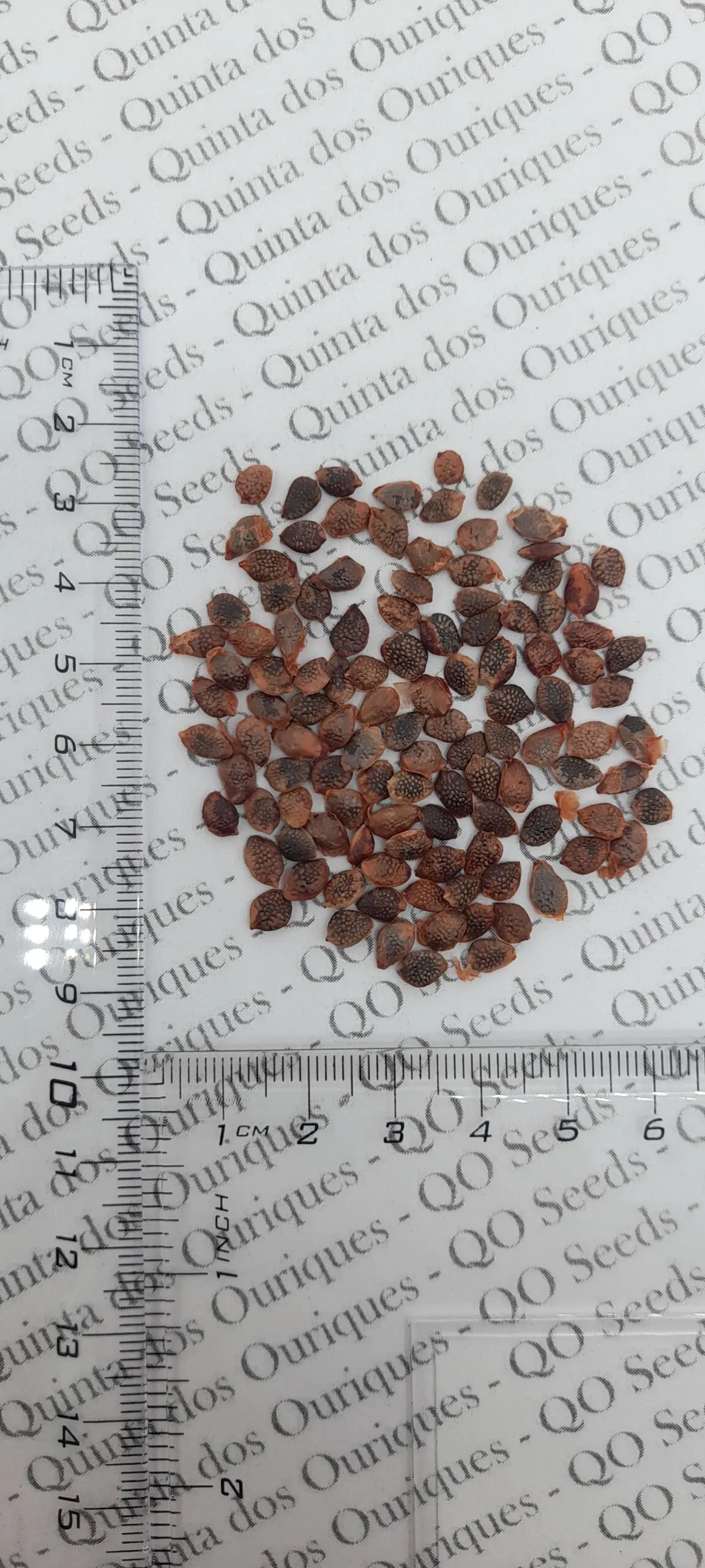 Passiflora mollissima / Passiflora tarminiana - Banana Passion Fruit, Passionflower Maracuja, Banana Poka - Image 5